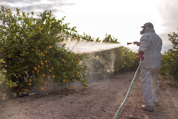 Best Emergency Pest Control  in Wamego, KS