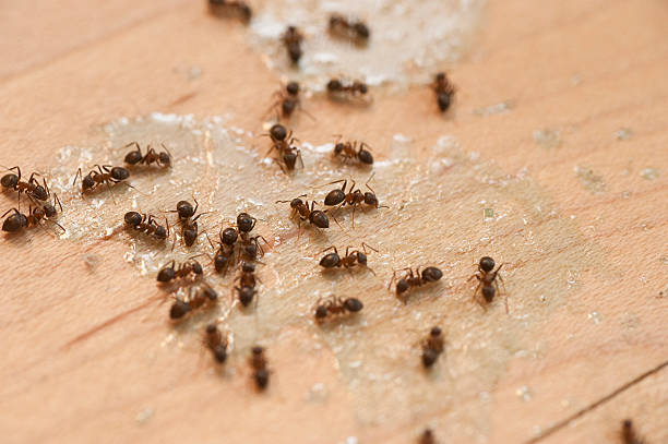Best Wildlife Control Services  in Wamego, KS
