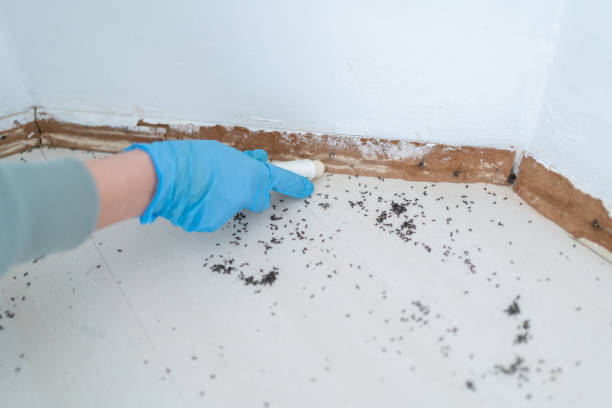Best Pest Control Near Me  in Wamego, KS